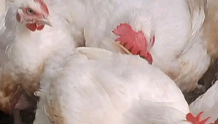 Boilers chicken for sale