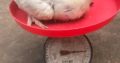 Available chicken for sale