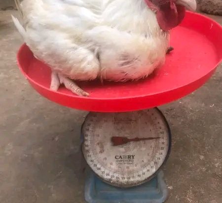 Available chicken for sale