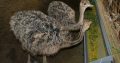 Oustich birds for sale