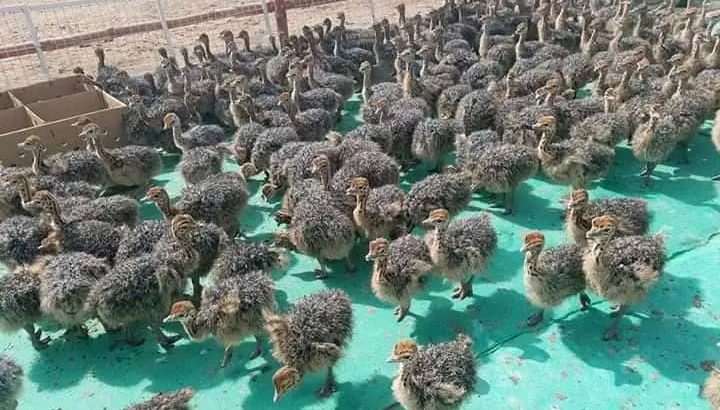 Oustich birds for sale