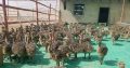 Oustich birds for sale