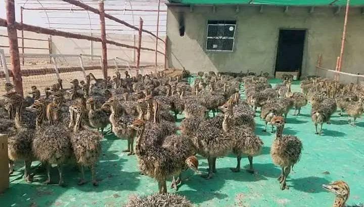 Oustich birds for sale