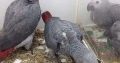 Parrot for sale