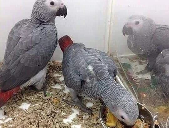 Parrot for sale