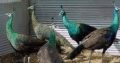 Peacock for sale