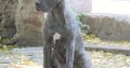 Cane Corso for sale