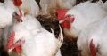 Boilers chicken for sale