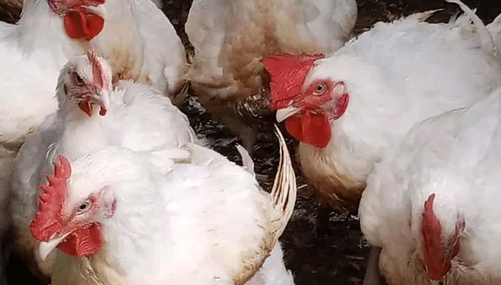 Boilers chicken for sale