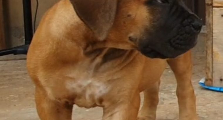 Female Boerboel Puppy for sale