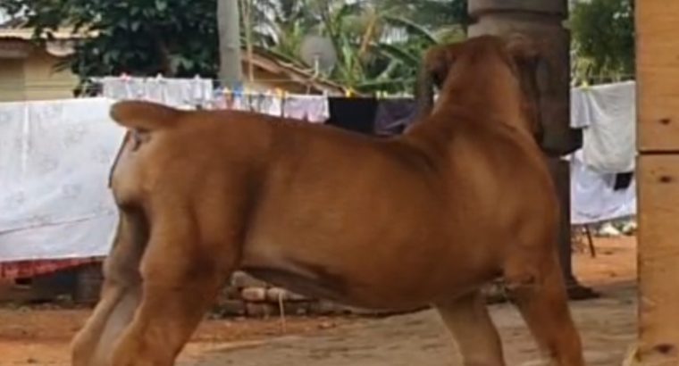 Female Boerboel Puppy for sale
