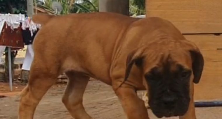 Female Boerboel Puppy for sale