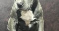 American Pitbull Terrier puppies