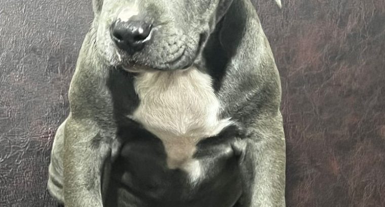 American Pitbull Terrier puppies