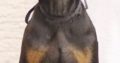 Doberman puppies – for sale