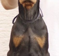 Doberman puppies – for sale