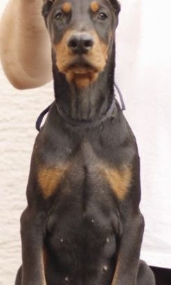Doberman puppies – for sale