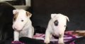 Mini bull terrier puppies