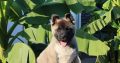 American Akita puppies