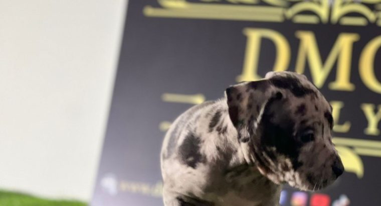 American Pitbull Terrier puppies