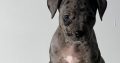 American Pitbull Terrier puppies
