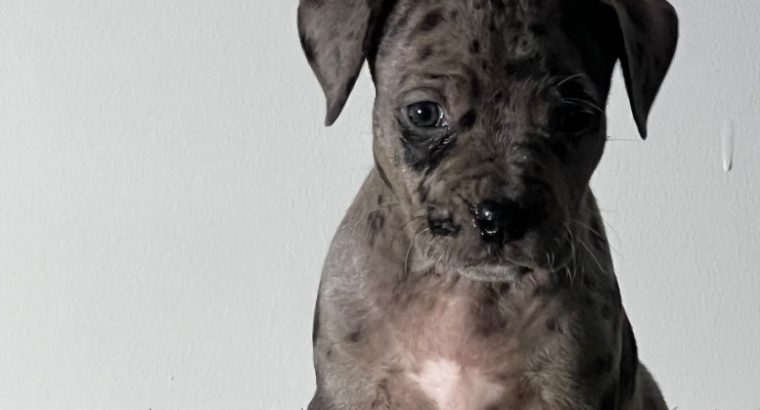 American Pitbull Terrier puppies
