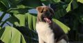 American Akita puppies