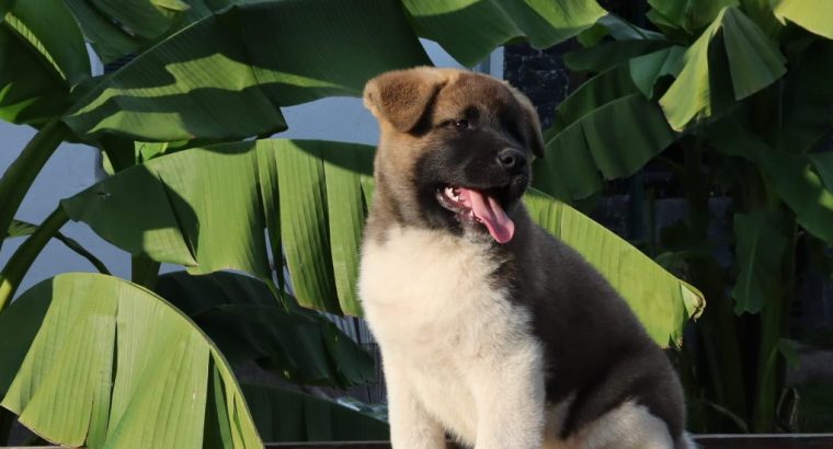 American Akita puppies