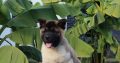 American Akita puppies