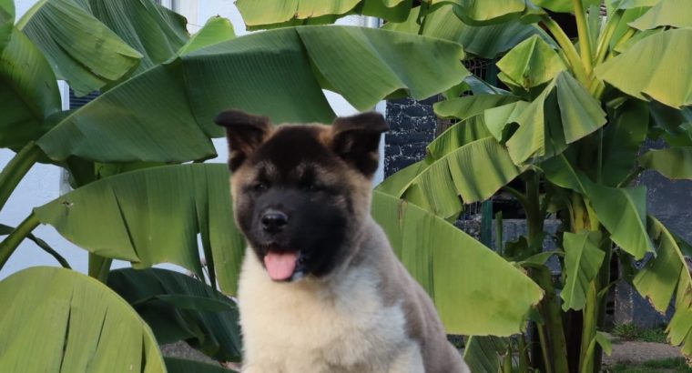 American Akita puppies
