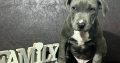 American Pitbull Terrier puppies