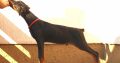 Doberman puppies – for sale