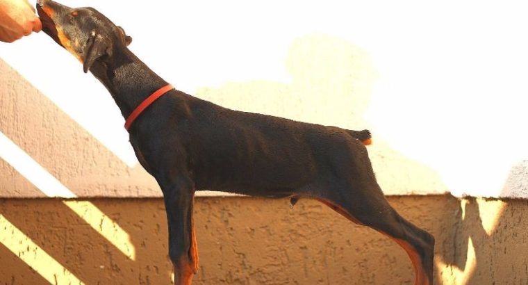 Doberman puppies – for sale