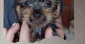 Yorkies for sale