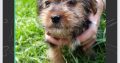 Yorkies for sale
