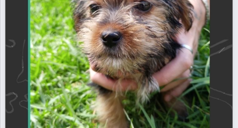 Yorkies for sale