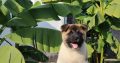 American Akita puppies
