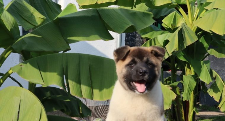 American Akita puppies
