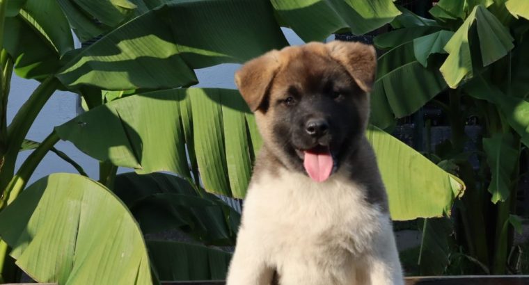 American Akita puppies