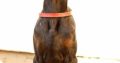 Doberman puppies – for sale