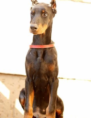 Doberman puppies – for sale