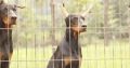 Doberman puppies – for sale