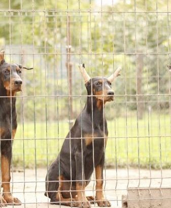 Doberman puppies – for sale