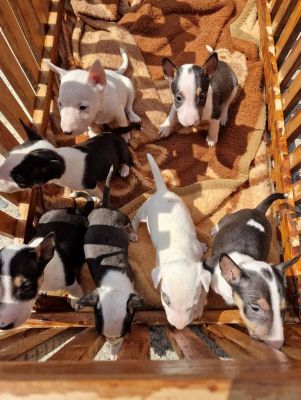 Mini bull terrier puppies