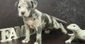 American Pitbull Terrier puppies