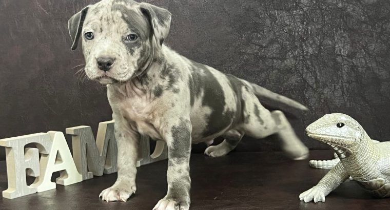 American Pitbull Terrier puppies
