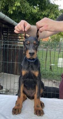Doberman puppies – for sale
