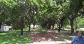 Cape Tree Services