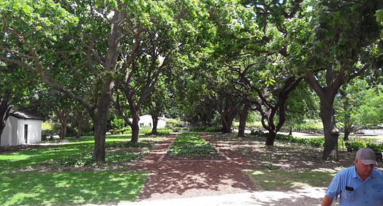 Cape Tree Services