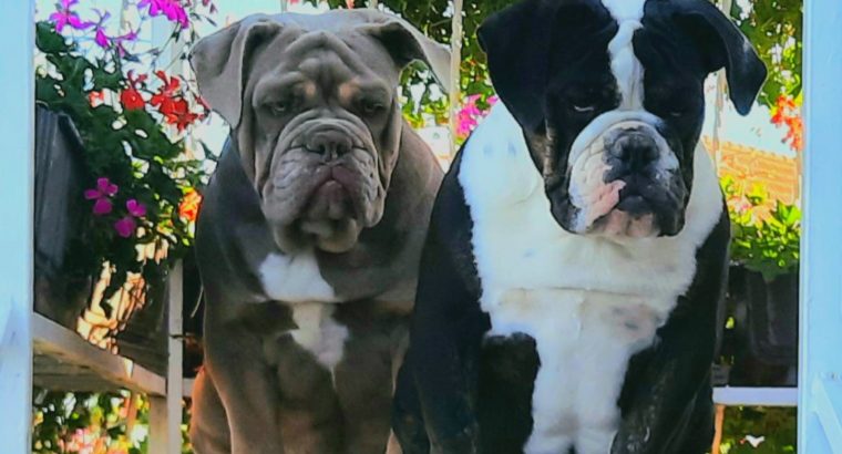 English Bulldog Puppies for sale